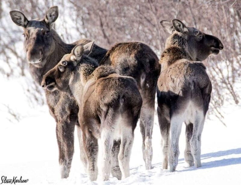 Bardufoss: Wild Moose Safari with Lunch - Starting Point: Høgtun Kulturklynge – Your Gateway to Wilderness