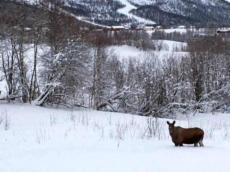 Bardufoss: Wild Moose Safari with Lunch - The Guide: Your Expert Companion