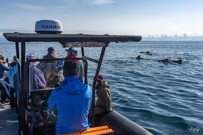 Basque Country : Whale and Dolphin Watching Boat Tours - Uncovering Marine Wonders in the Basque Country