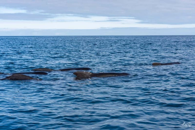 Basque Country : Whale and Dolphin Watching Boat Tours - Key Points / Takeaways