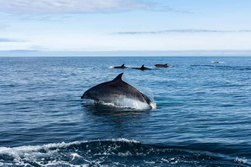 Basque Country : Whale and Dolphin Watching Boat Tours - What to Expect During the Tour