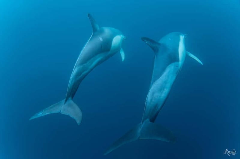 Basque Country : Whale and Dolphin Watching Boat Tours - The Itinerary in Detail