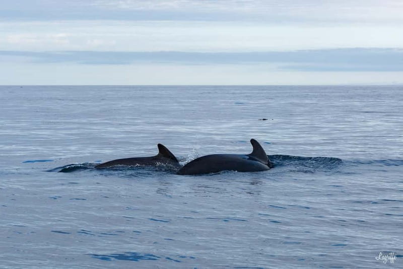 Basque Country : Whale and Dolphin Watching Boat Tours - The Value and Who It Suits