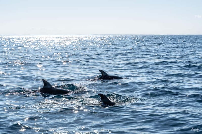 Basque Country : Whale and Dolphin Watching Boat Tours - Frequently Asked Questions