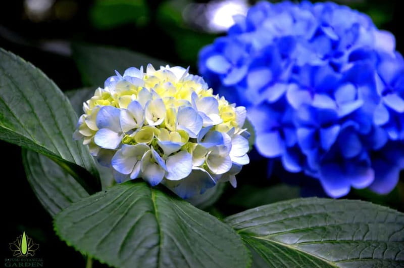 Batumi City - Botanical Garden - Petra Fortress from Kutaisi - Practicalities and Logistics: What to Expect