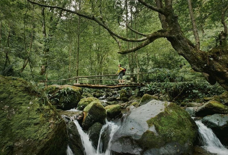 Batumi to Mtirala National park - Half day hiking group tour - Key points / Takeaways