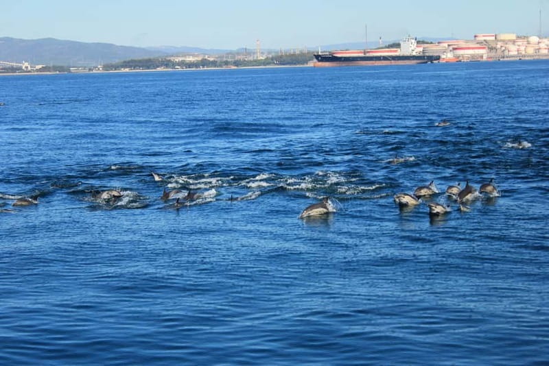 Bay of Gibraltar: Dolphin Cruise - Exploring the Dolphin Cruise in Detail