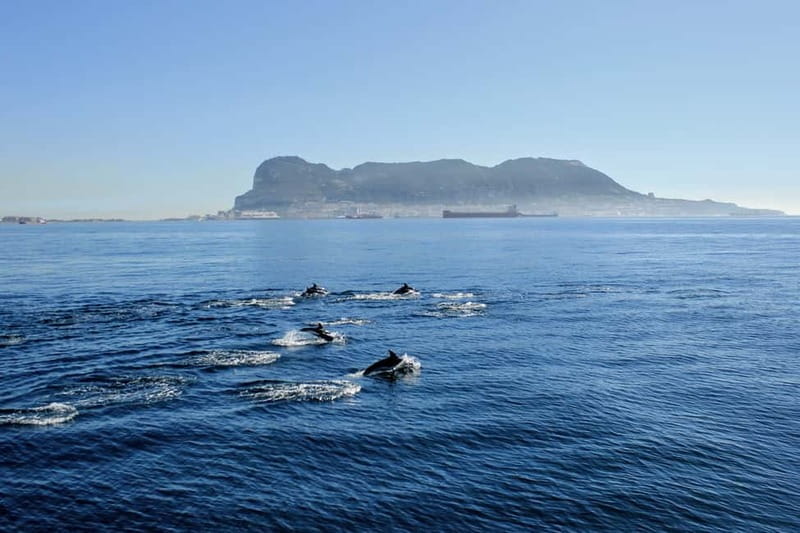 Bay of Gibraltar: Dolphin Cruise - Who This Tour is Best For