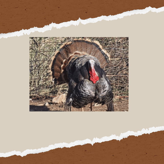 Be A Farmer for A Day in Arevitis Farm! - Creating Delicious Farm-to-Table Meals