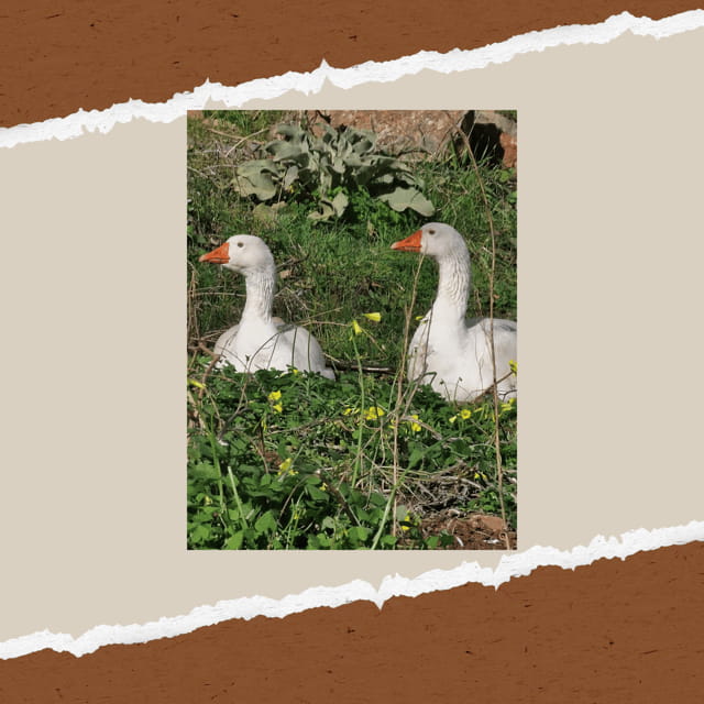 Be A Farmer for A Day in Arevitis Farm! - Workshops, Learning, and Cultural Insights