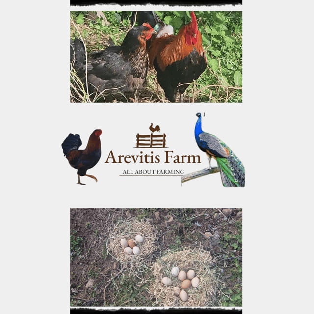 Be A Farmer for A Day in Arevitis Farm! - Who Will Love This Experience?