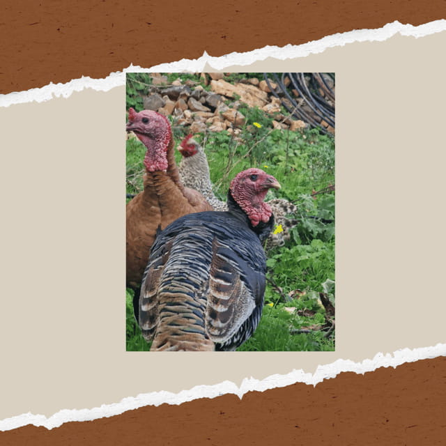 Be A Farmer for A Day in Arevitis Farm! - FAQ