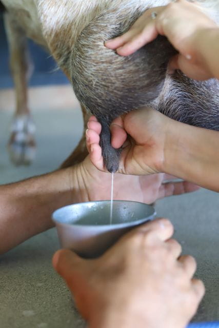 Be a Farmer for the Day at La Jaira De Ana - Workshop Activities