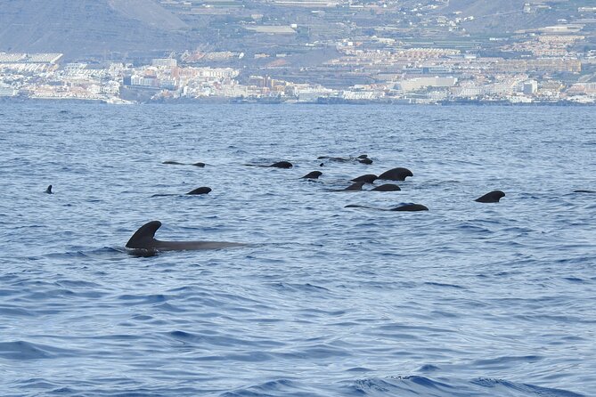 Be Whale Wise - Silent Whale & Dolphin Watching in a Small Group - Inclusions and Amenities