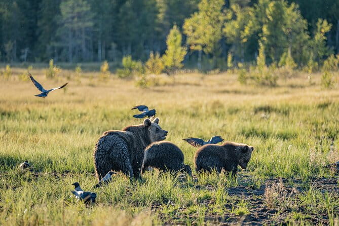 Bear and Arctic Animals 2 Day Trip from Rovaniemi - Final Thoughts