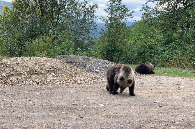 Bear Sanctuary & Rasnov Fortress - Private day tour from Bucharest - Key points / Takeaways