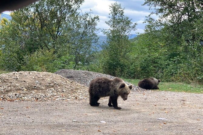Bear Sanctuary & Rasnov Fortress - Private day tour from Bucharest - Who Should Book This Tour?