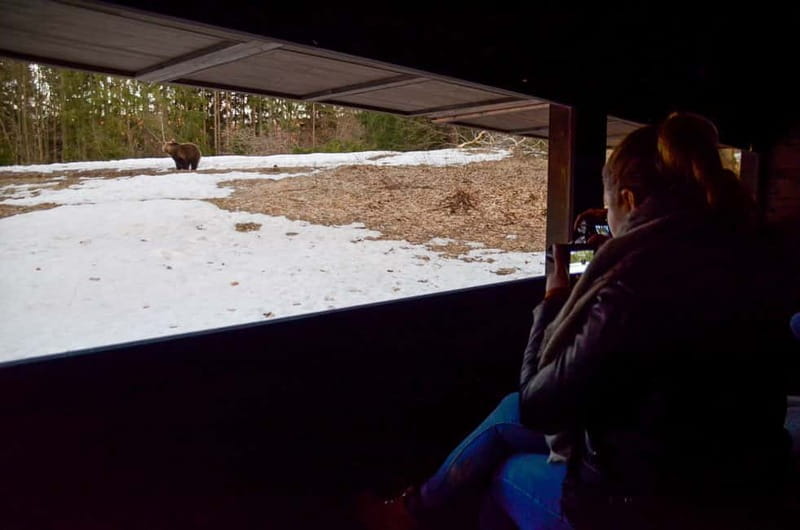 Bear watching in the Land of Volcanoes - Key points/Takeaways