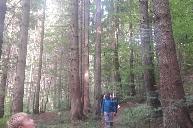 Bear Watching in the Wild From Brasov - Booking and Confirmation Details