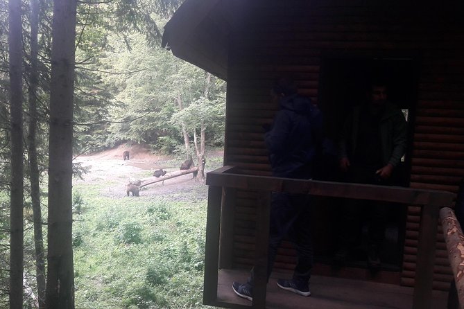 Bear Watching in the Wild From Brasov - Group Size and Pricing