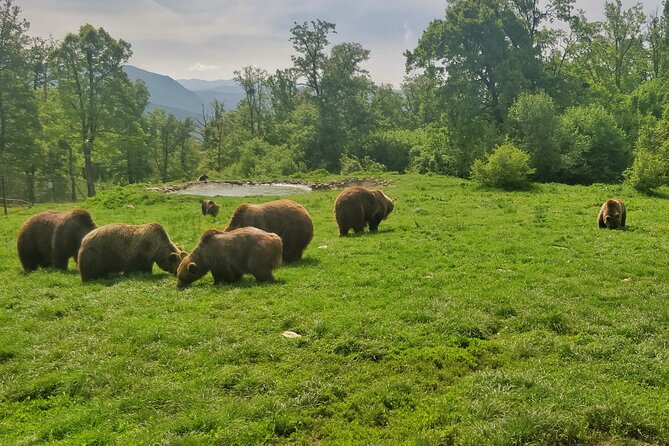 Bears Sanctuary, Dracula Castle and Poiana Brasov-Private Day Tour From Brasov - Poiana Brasov Stroll