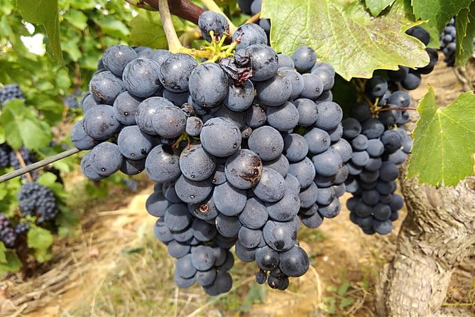 Beaujolais wine route, private tour from Lyon - The Experience in Detail: From Lyon to Beaujolais