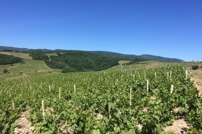 Beaujolais Wines & Castles - Private Tour - Half Day - The Value for Your Money