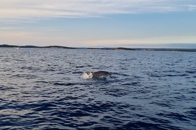 Beautiful Sunset and Dolphin Watching - The Experience: What to Expect from the Tour