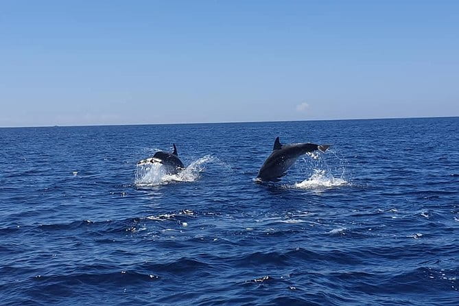 Become a dolphin protector! Lisbon Eco-dolphin watching - Key Points / Takeaways