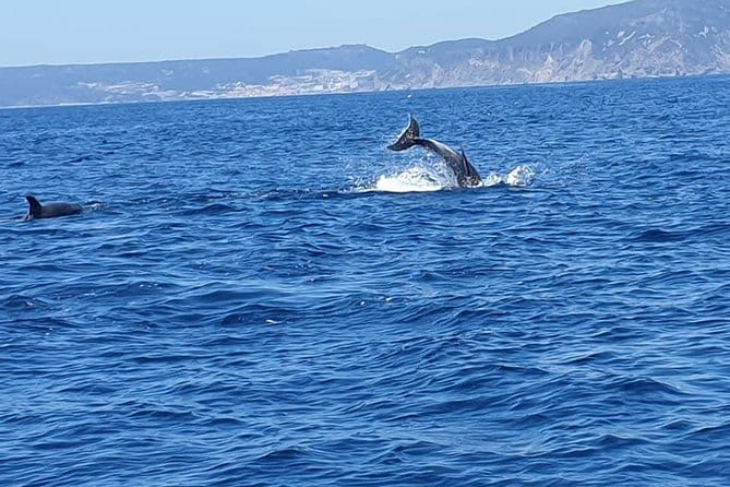 Become a dolphin protector! Lisbon Eco-dolphin watching - Who Will Love This Tour?