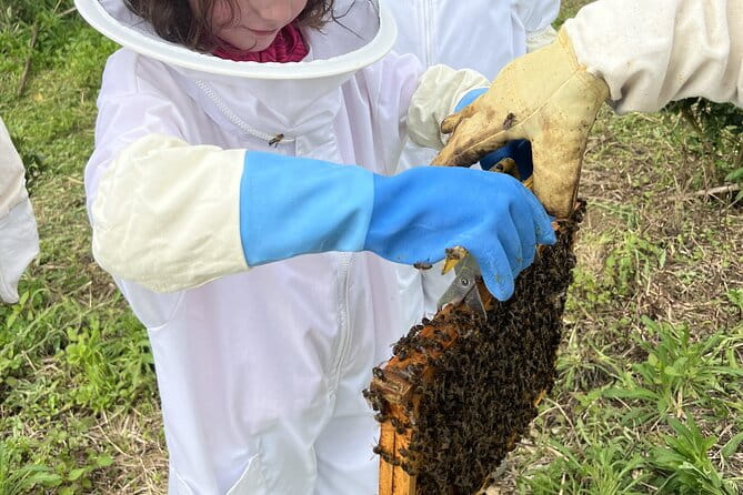 Bee Inspired: A Journey in São Miguel and a Visit to an Apiary - Key Points / Takeaways