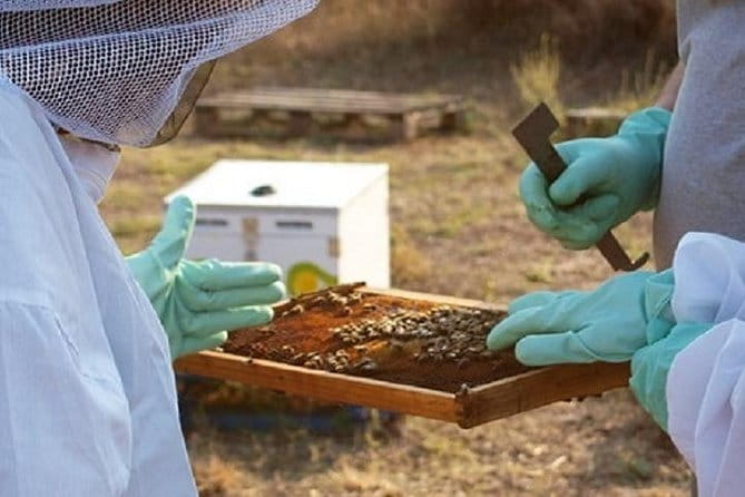 Beekeeper for a Day close to Nafplio - Discovering the Beekeeping Experience Near Nafplio