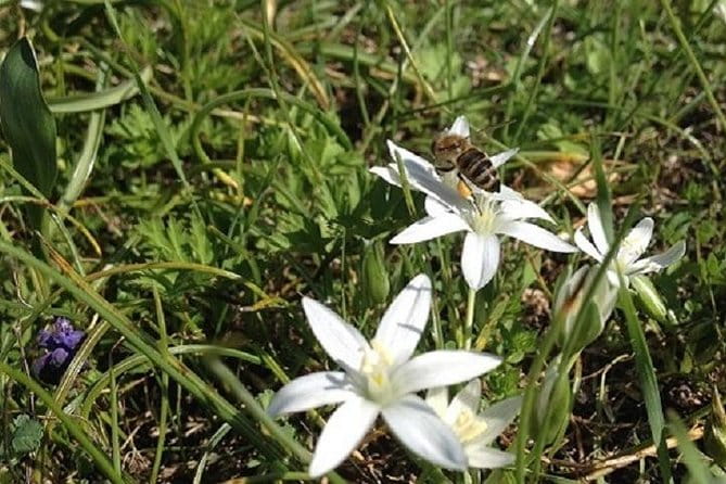 Beekeeper for a Day close to Nafplio - Final Thoughts: Why It’s Worth Your Time