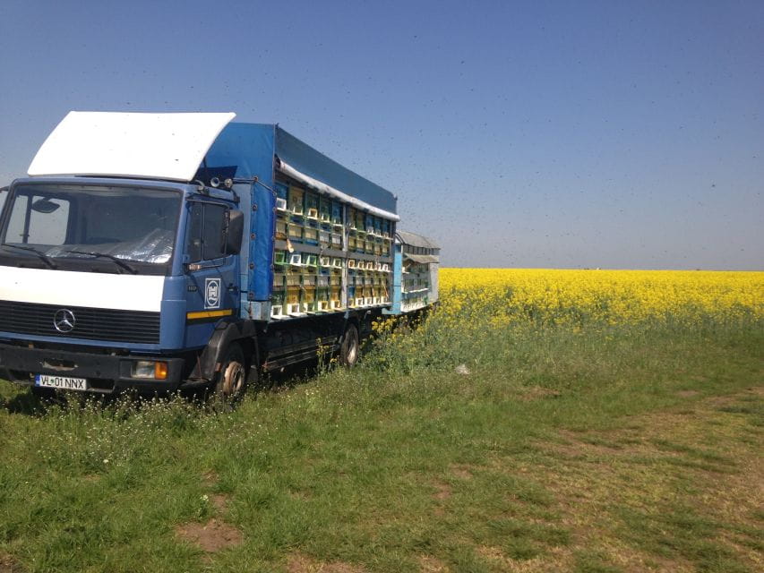 Bees in Romania - Private Beekeeping Lesson and Local Lunch - Health and Accessibility Considerations