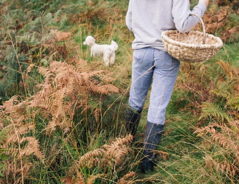 Beginner Foraging Walk: Wild food walking tour & tasters - Discovering the Wild Food in the Isle of Wight