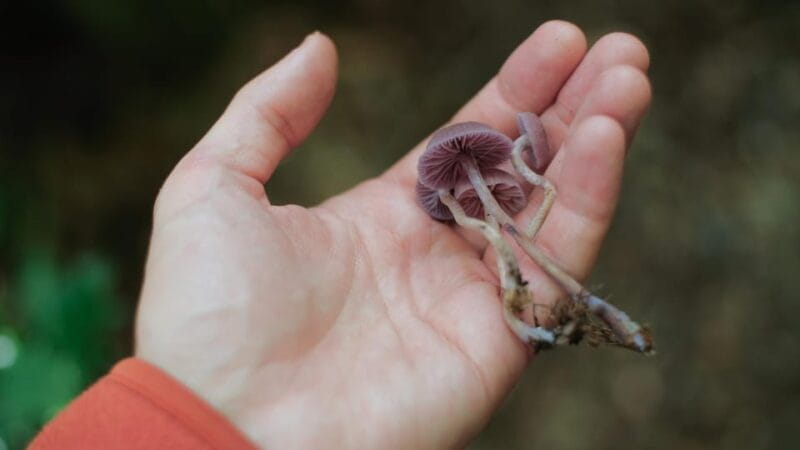 Beginner Foraging Walk: Wild food walking tour & tasters - FAQ