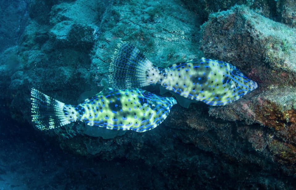 Beginner Scuba Dive With Scubapoint Tenerife in Turtle Area - Dive Site Highlights