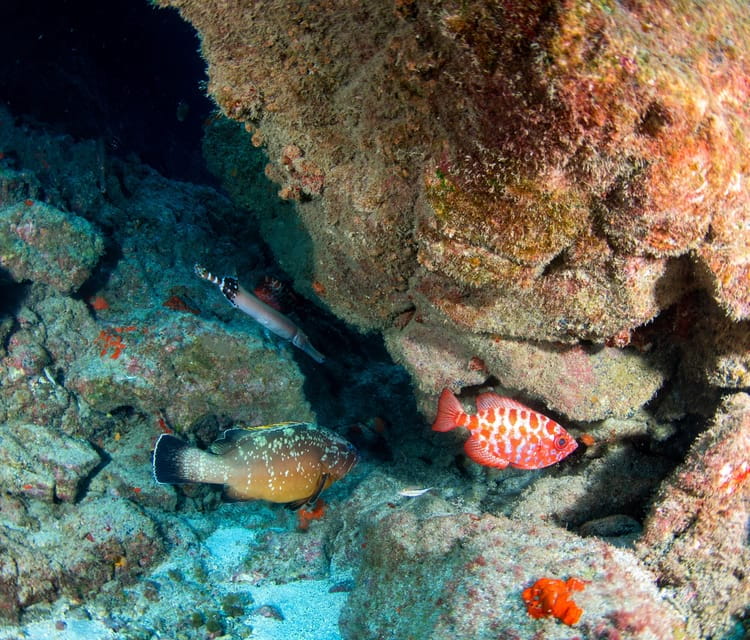 Beginner Scuba Dive With Scubapoint Tenerife in Turtle Area - Booking and Cancellation