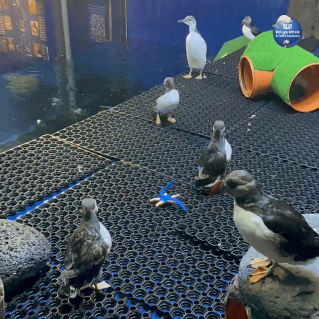 Beluga Whale Sanctuary - Admissions - Final Thoughts: Is It Worth Your Time and Money?