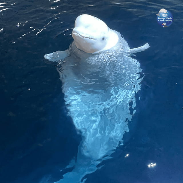 Beluga Whale Sanctuary - Admissions - FAQ