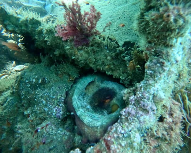 Benalmádena Boat Tour with Snorkeling, Water Slide and Lunch - Pricing and Practical Considerations