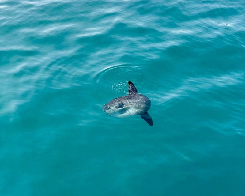 Benalmádena Boat Tour with Snorkeling, Water Slide and Lunch - The Sum Up
