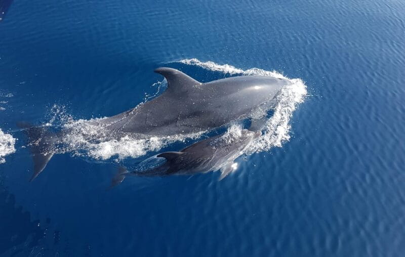 Benalmadena: Dolphin Sighting Boat Tour - A detailed look at the dolphin sighting boat tour from Benalmádena