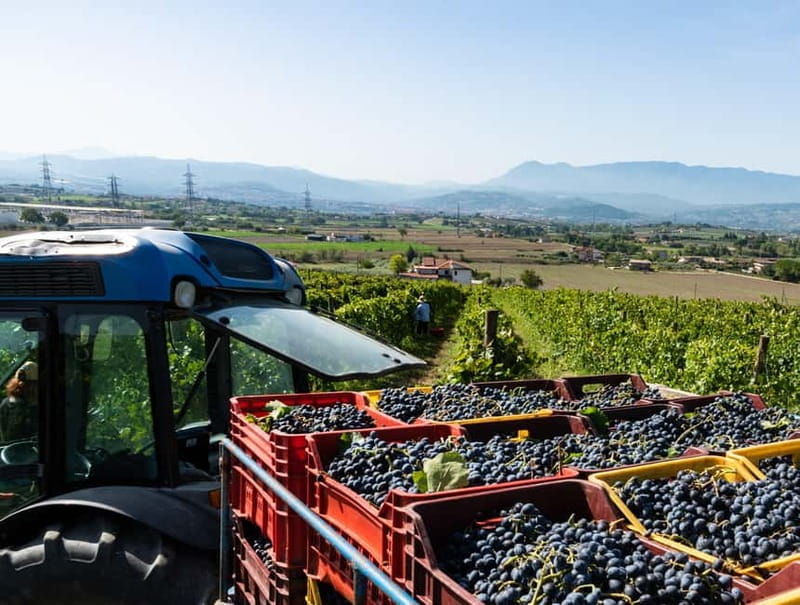 Benevento: picnic among the olive groves of the Sannio and tour of the estate - Key points / Takeaways