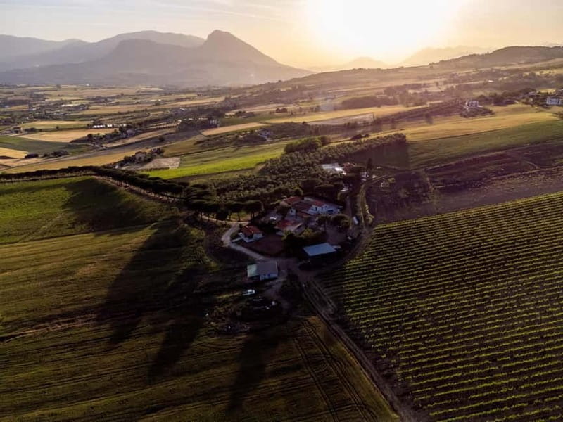 Benevento: picnic among the olive groves of the Sannio and tour of the estate - Exploring Benevento’s Estate and Olive Groves: A Genuine Taste of Campania