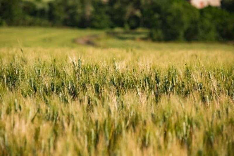 Benevento: picnic among the olive groves of the Sannio and tour of the estate - FAQ about the Benevento Olive Grove & Estate Tour