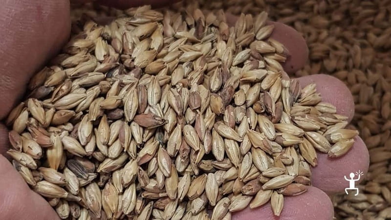 Benevento: visit and tasting at a brewery in Apollosa - Entering the World of Craft Beer in Apollosa