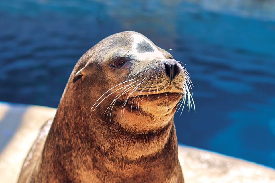 Benidorm: Mundomar Animal Park 1-Day Ticket - Key Points