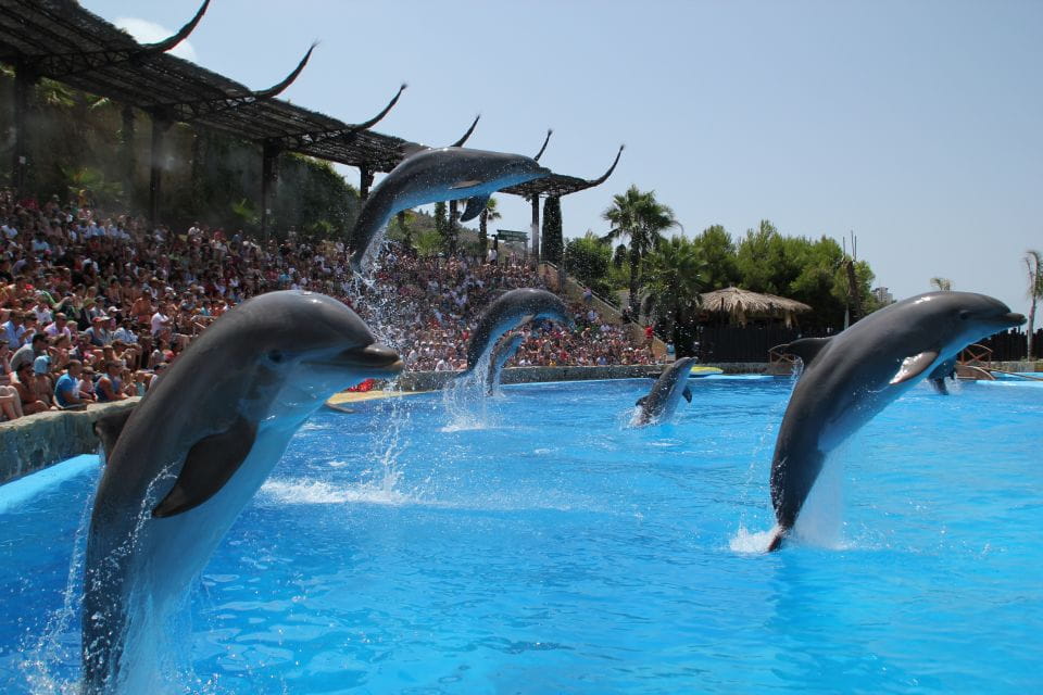 Benidorm: Mundomar Animal Park 1-Day Ticket - Show Highlights and Experiences