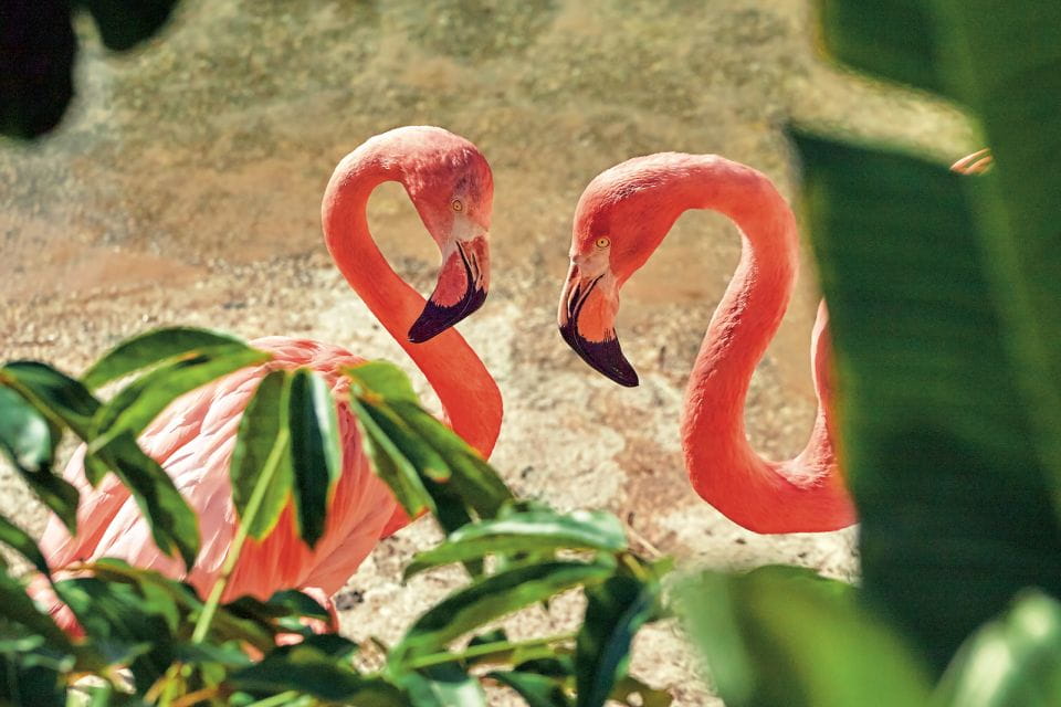 Benidorm: Mundomar Animal Park 1-Day Ticket - Amenities Available at the Park